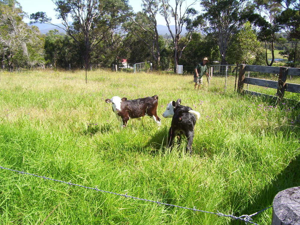 Bryn Glas Farm Stay Moruya Exterior photo